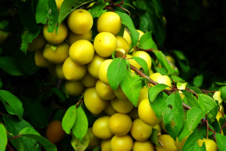 Tree branch vitamins