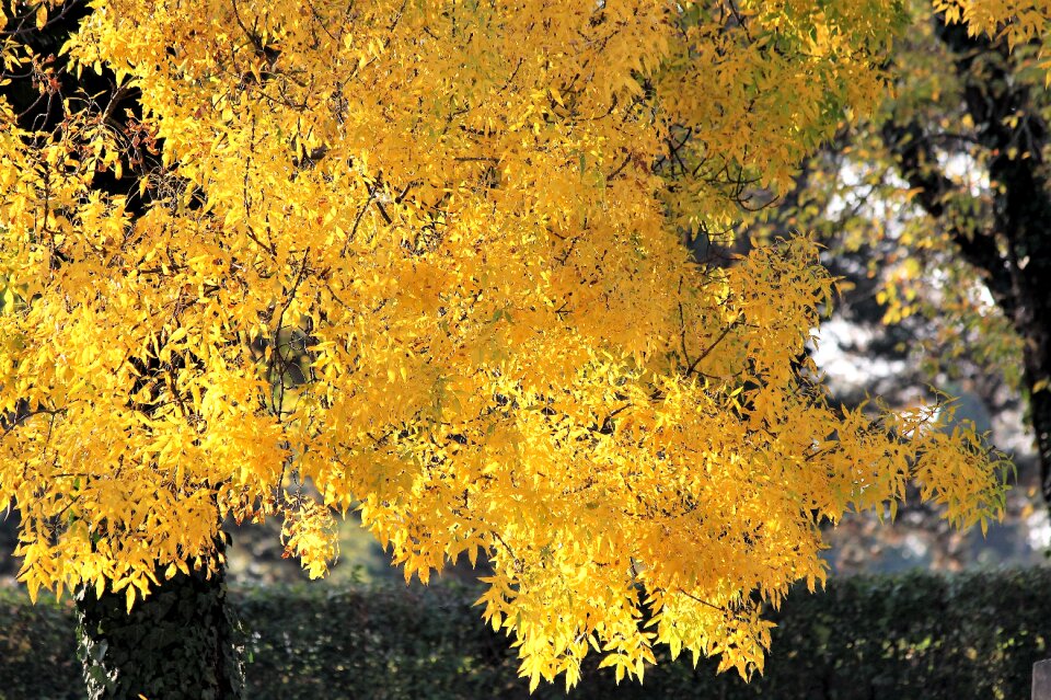 Autumn season nature