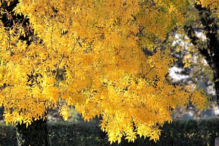 Autumn season nature