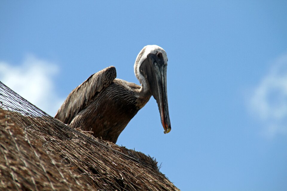 Bird wildlife animal