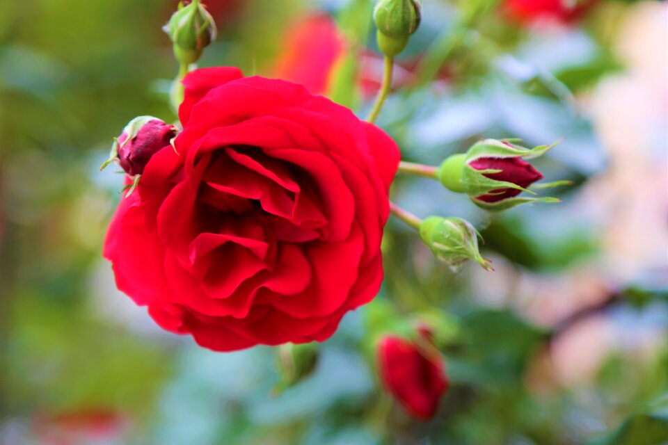 Garden the rose garden rosewood