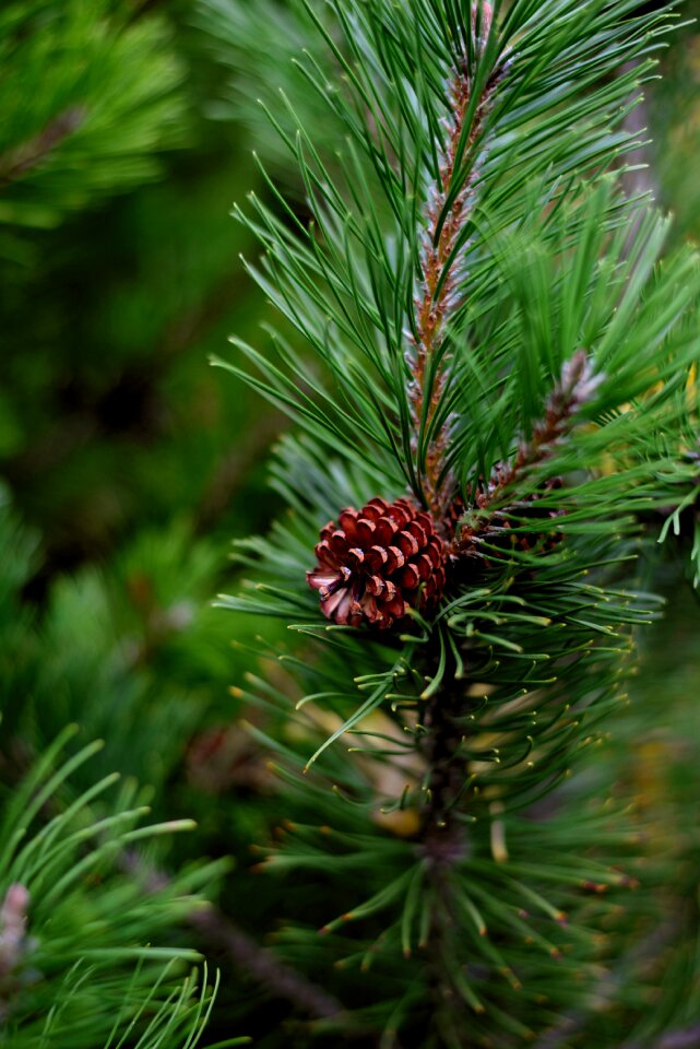 Pine green pine needles tap
