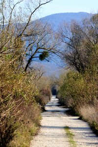 Landscape beautiful forest