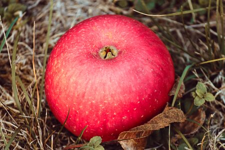 Red apple fruit vitamins