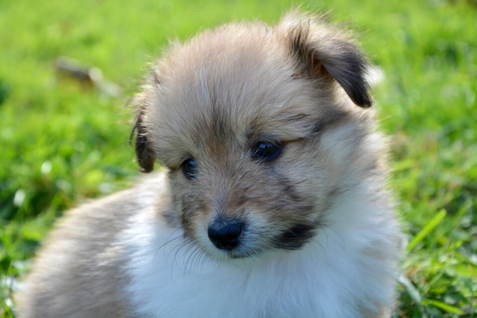Puppies cute adorable