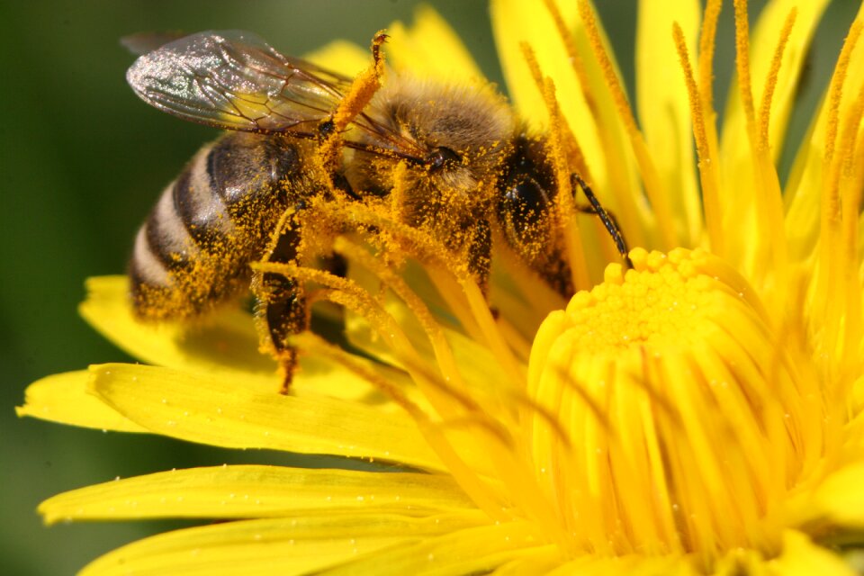 Honey bee blossom bloom