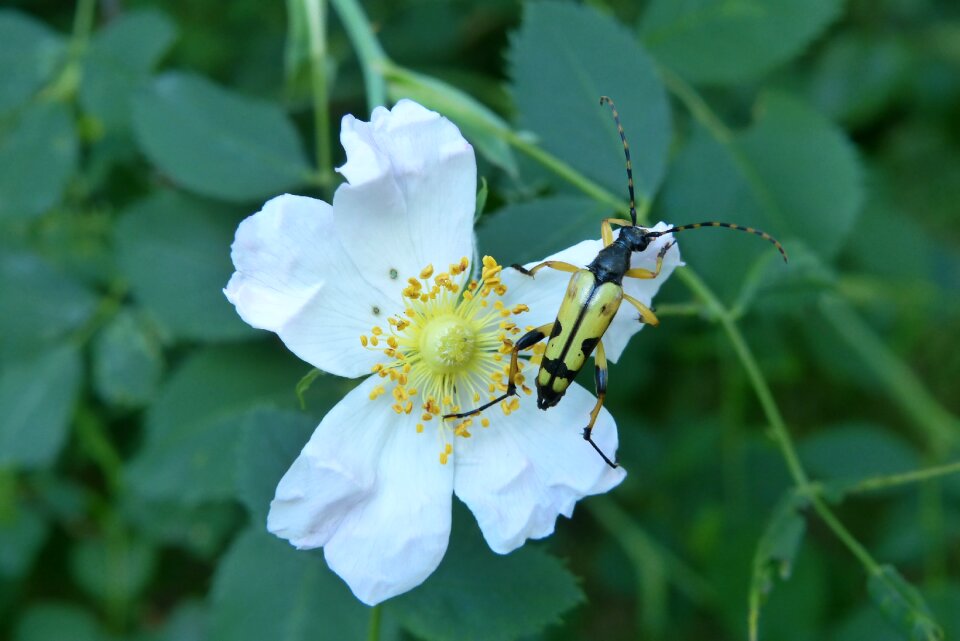The beetle strangalia spotted rutpela maculata