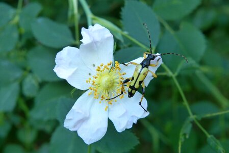 The beetle strangalia spotted rutpela maculata