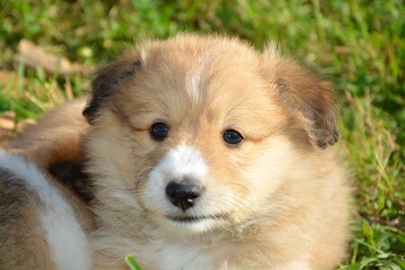 Cute adorable portrait