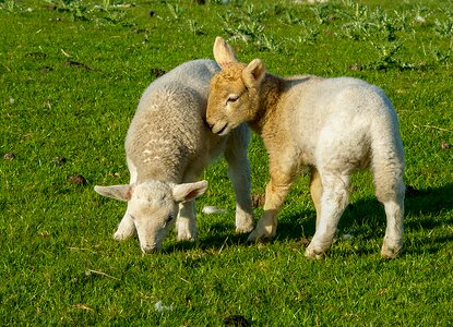 Cattle nature wool photo