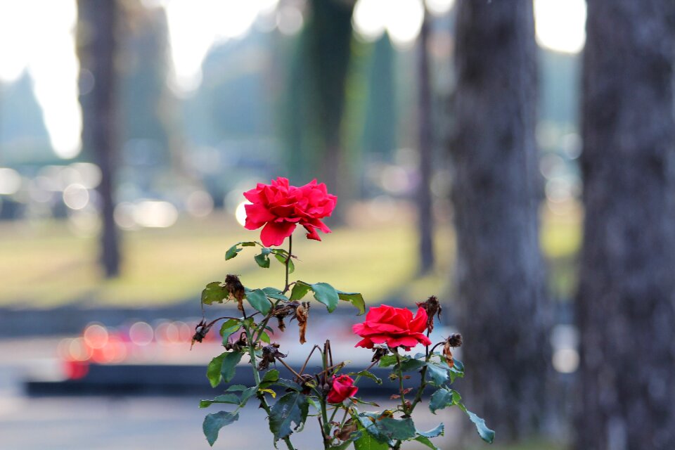 Bloom nature outdoor