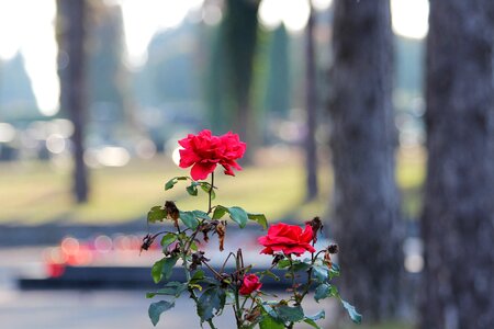 Bloom nature outdoor