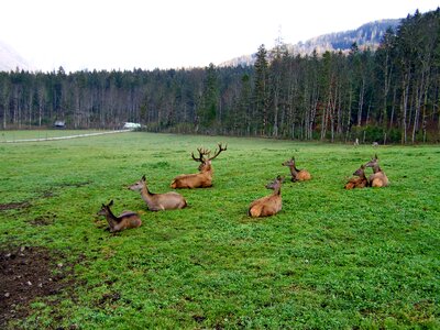 Deer herd rest rumination