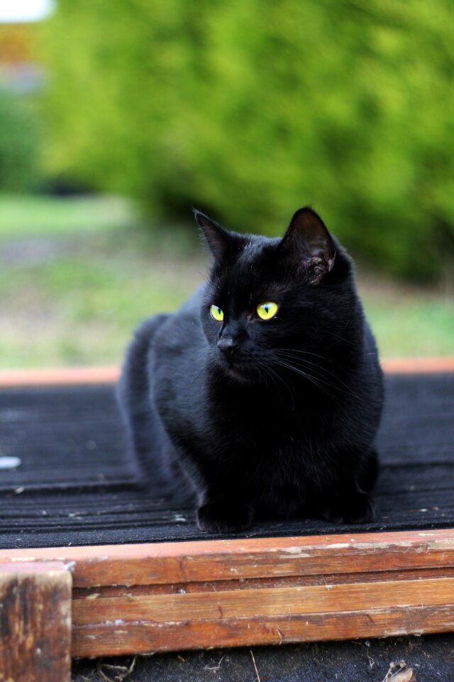 Animal pet dark