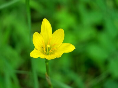Yellow green herbaceous