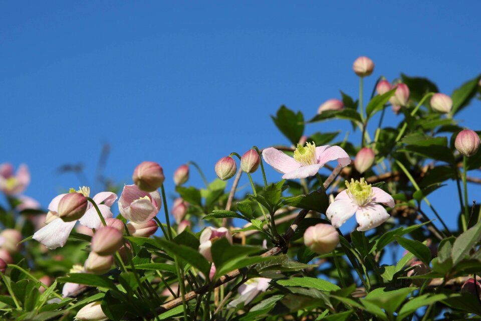 Flower creeper pergola plant