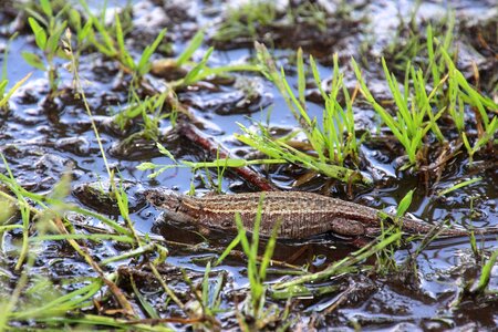 Animal spring viviparous lizard