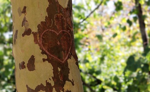 Bark romance valentine's day photo