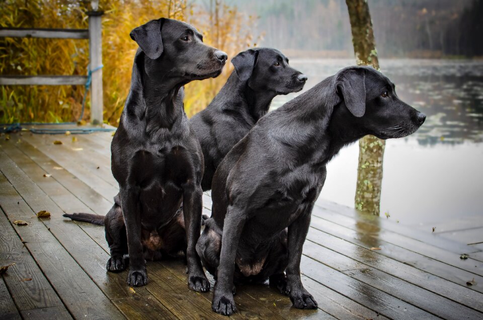 Bird hunting dogs animals