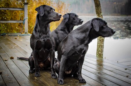 Bird hunting dogs animals photo