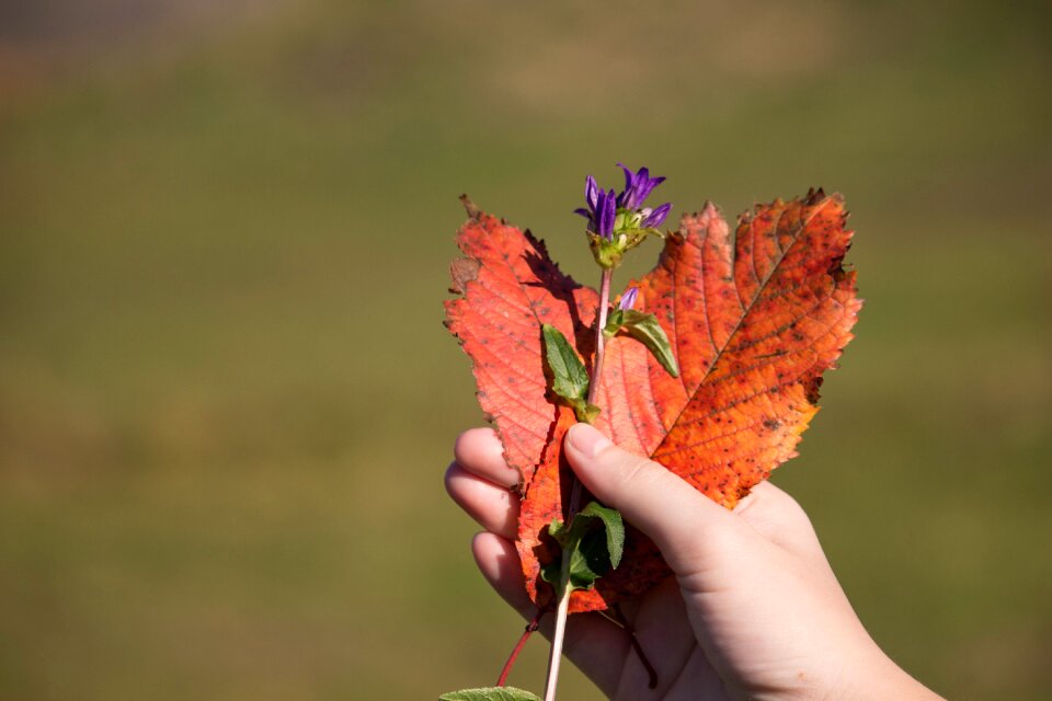 Heart autumn nature