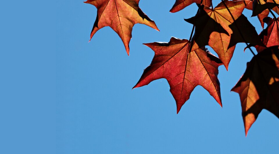 Nature leaves sun