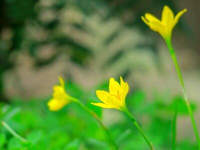 Yellow green herbaceous