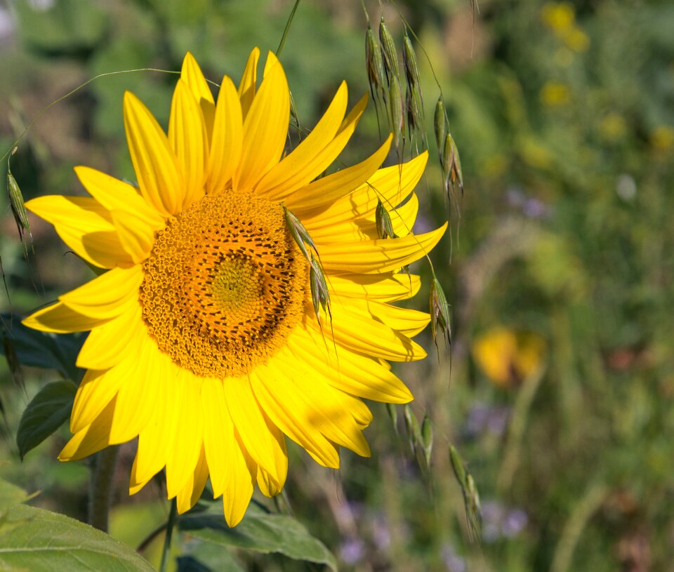 Nature flora blossom