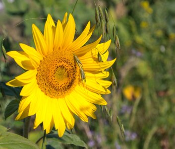 Nature flora blossom