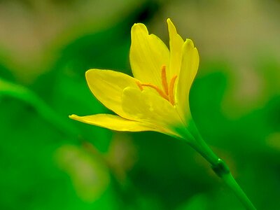 Yellow green herbaceous