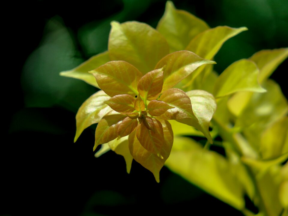 Flower outdoor garden
