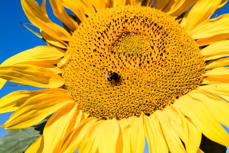 Nature flora blossom photo