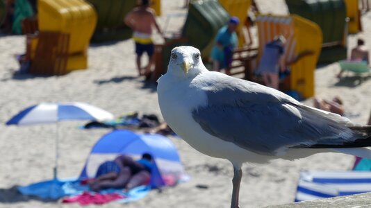 Beach animal coast