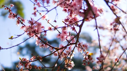 Pink sakura blooming photo