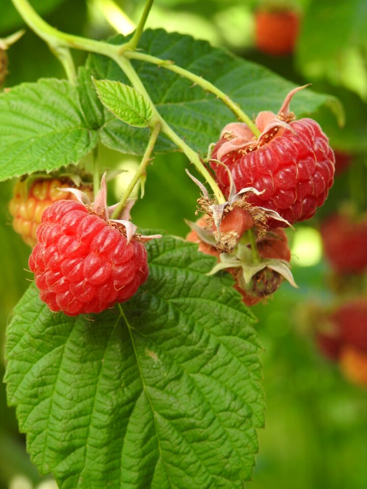 Dessert red summer