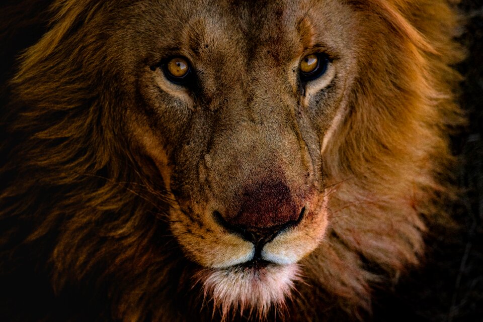 Wildlife africa wild
