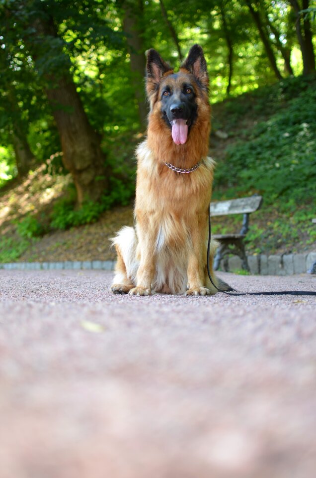 Dog animals longhair