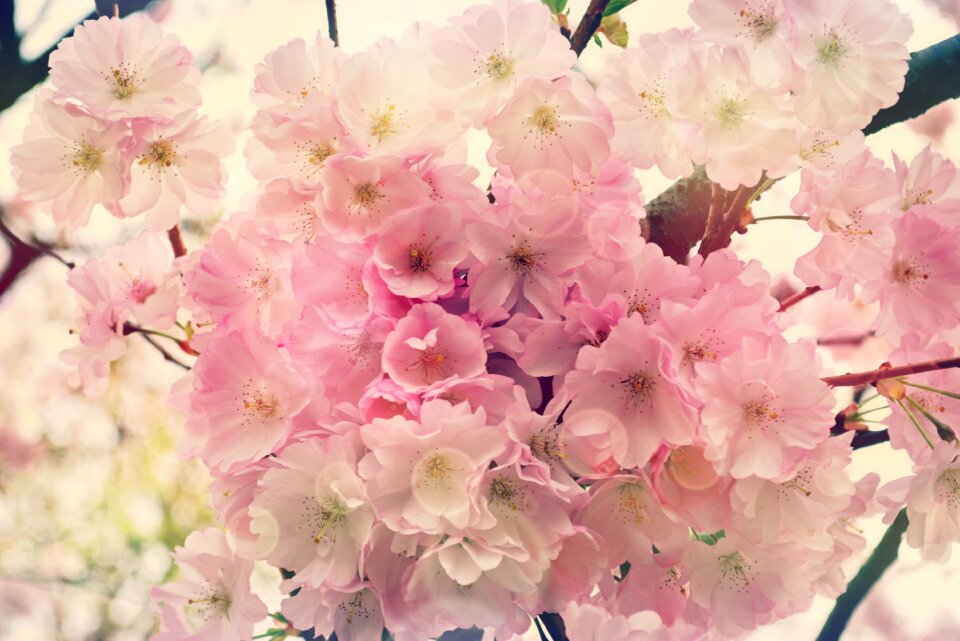 Japanese cherry blossom bloom white