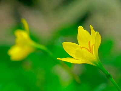 Yellow green herbaceous