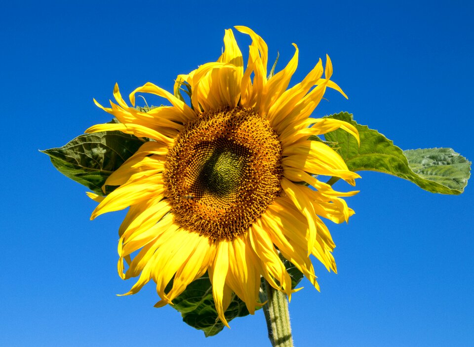 Nature flora blossom