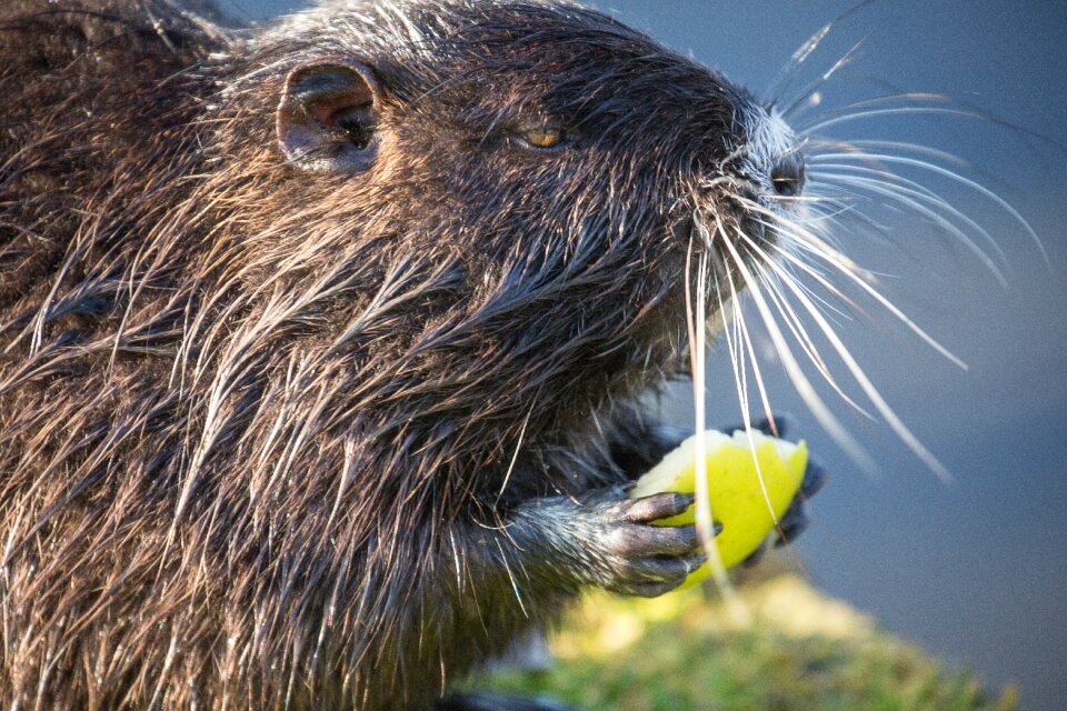 Water nature mammal
