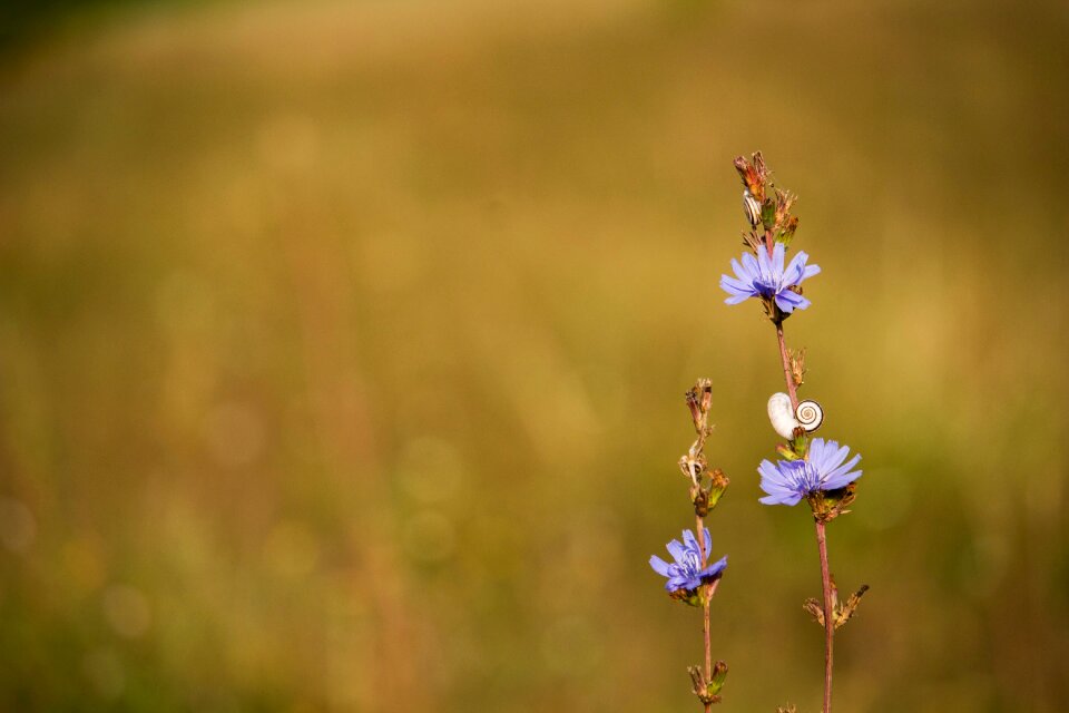 Autumn fall flowers