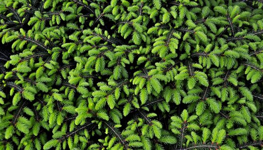 Garden conifer nature