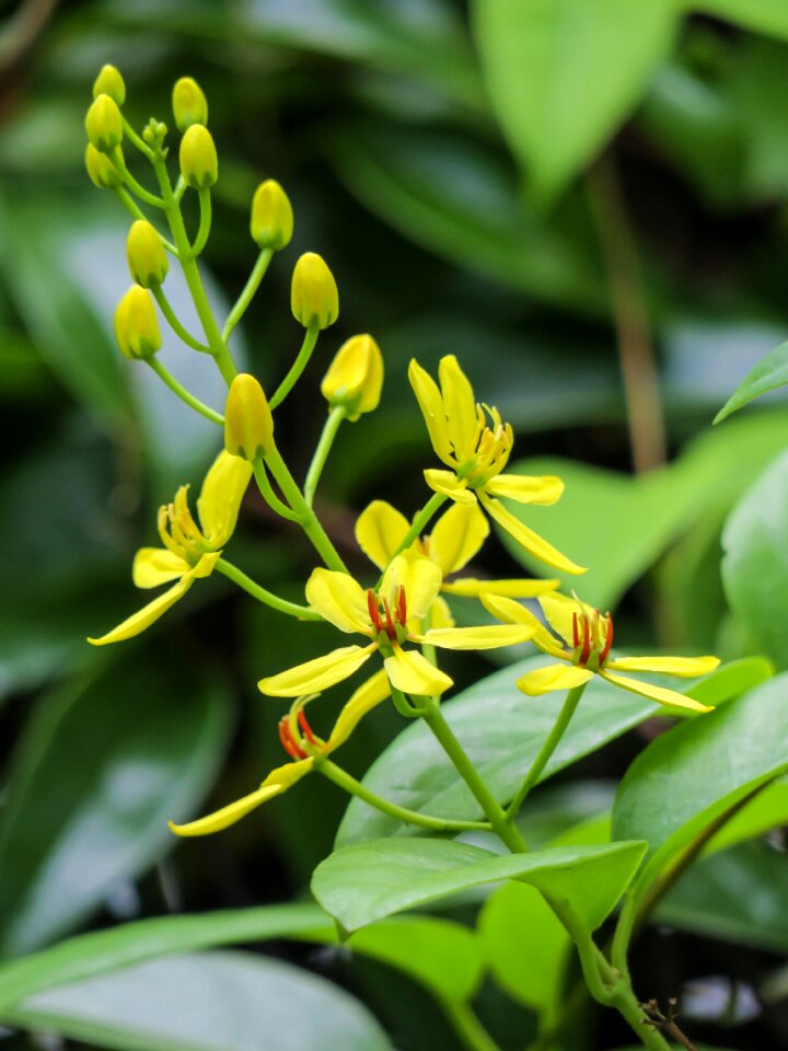 Flowering plant fresh
