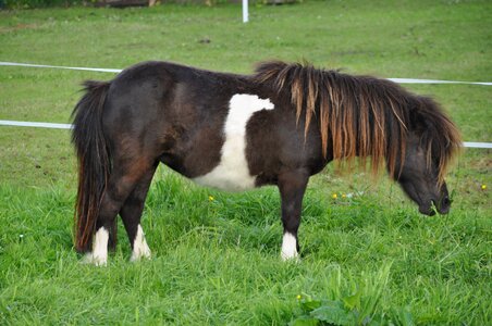 Farm meadow pony