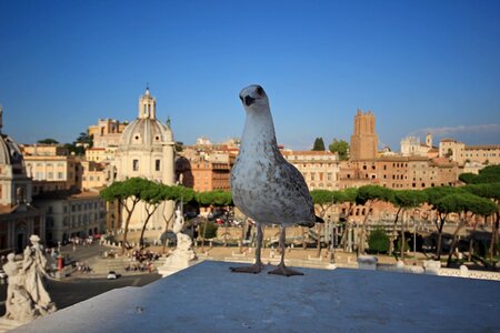 Rome monuments bird