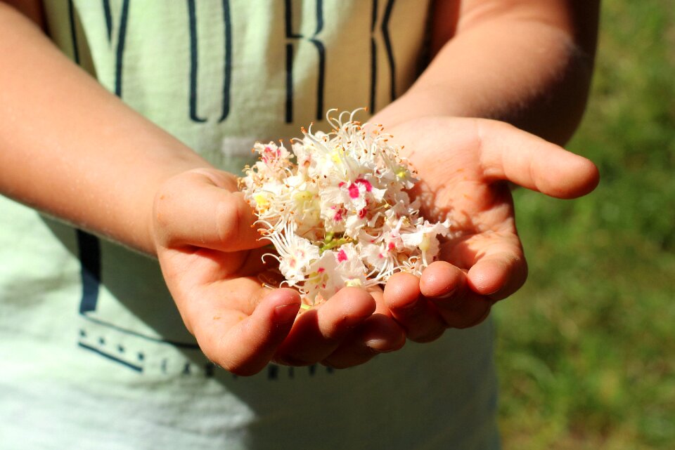 Spring plant nature