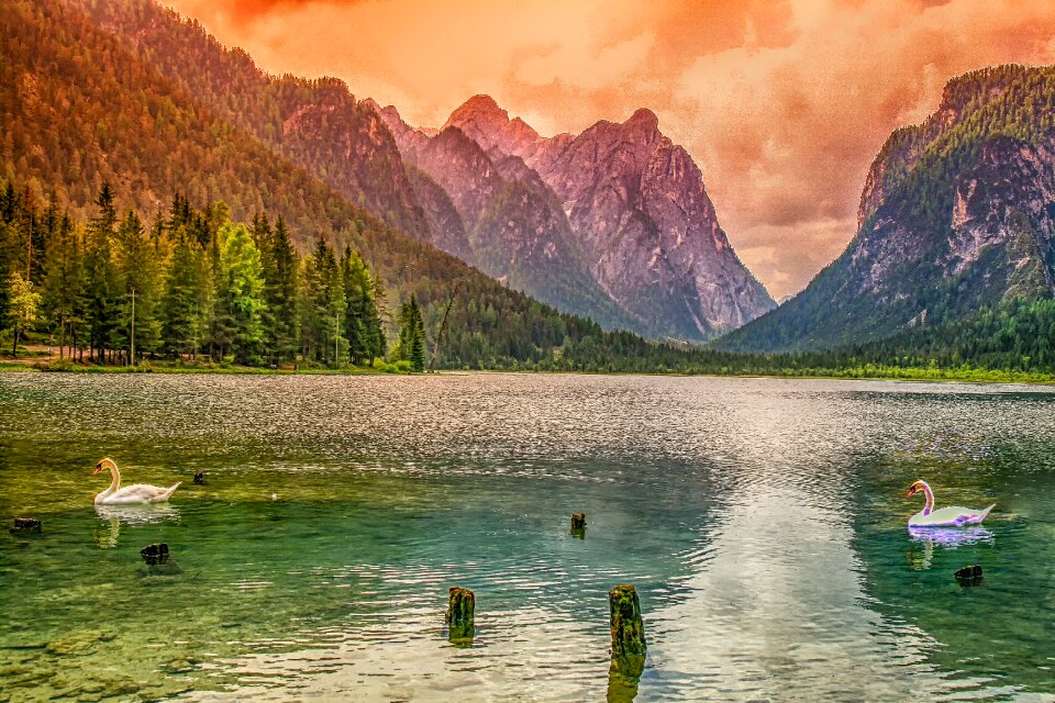 Mountains forest swan