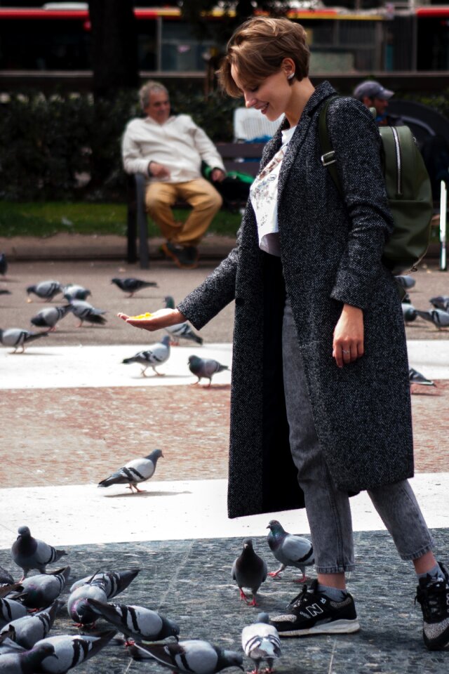 Spring paloma pigeons