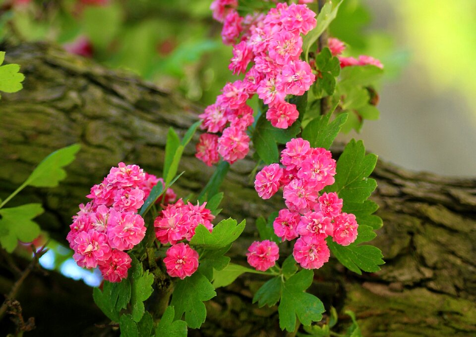 Pink nature spring